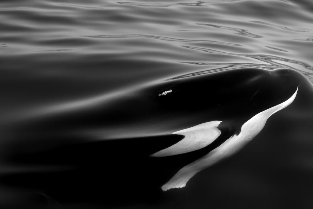 Orca Ode by Lee Woodman